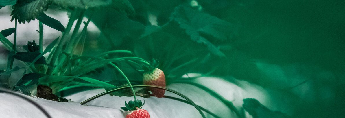 Growbag